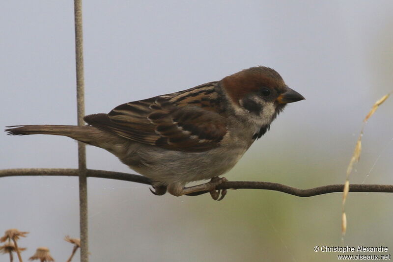 Eurasian Tree Sparrowimmature