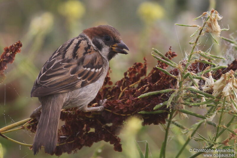 Eurasian Tree Sparrowimmature, eats