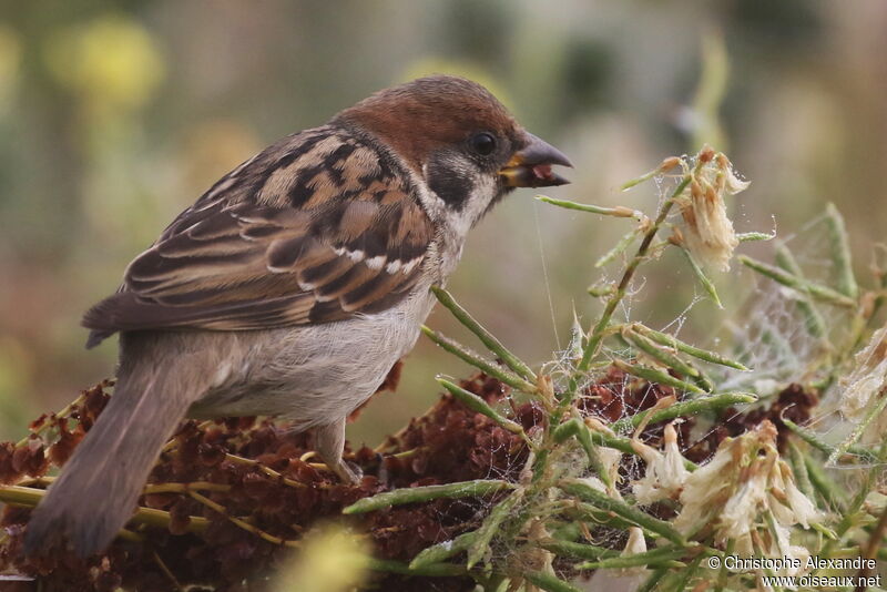 Eurasian Tree Sparrowimmature, eats