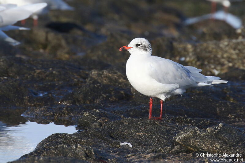 Mediterranean Gulladult post breeding