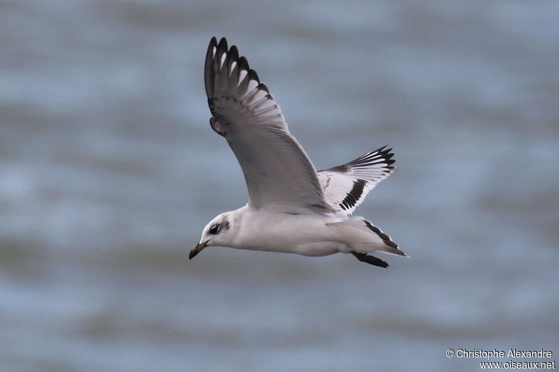 Mouette mélanocéphale1ère année