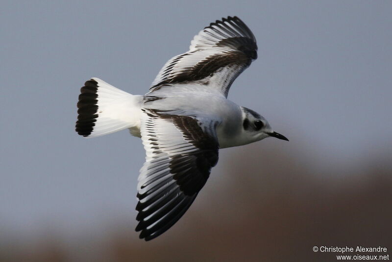 Mouette pygmée1ère année