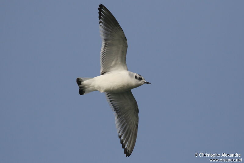 Mouette pygmée1ère année