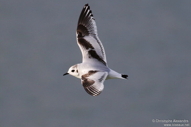 Mouette pygmée1ère année