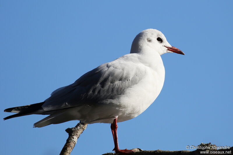 Black-headed Gulladult post breeding