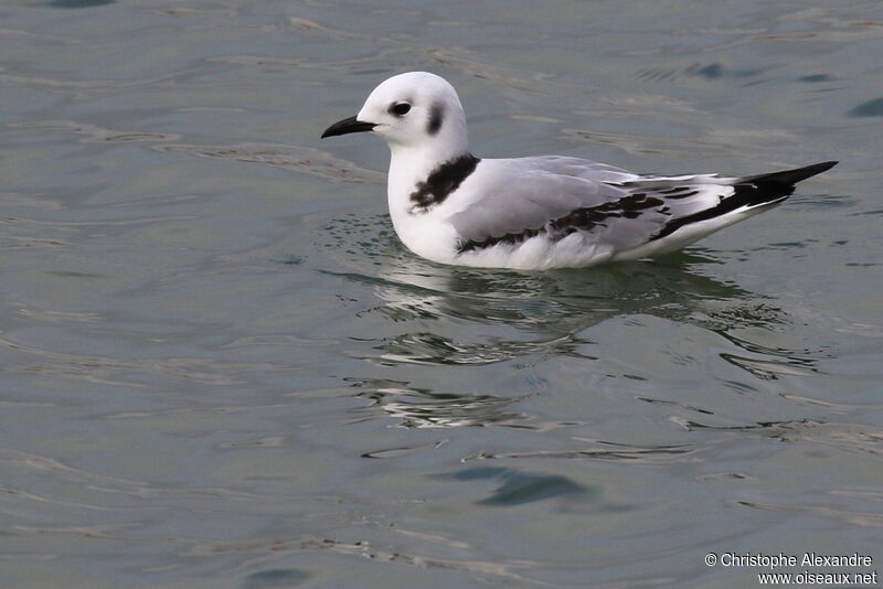 Black-legged KittiwakeFirst year