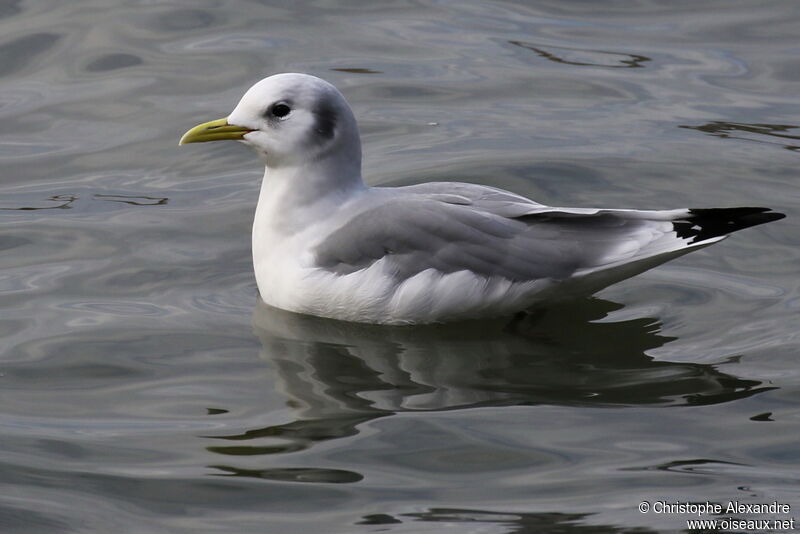 Black-legged Kittiwakeadult post breeding