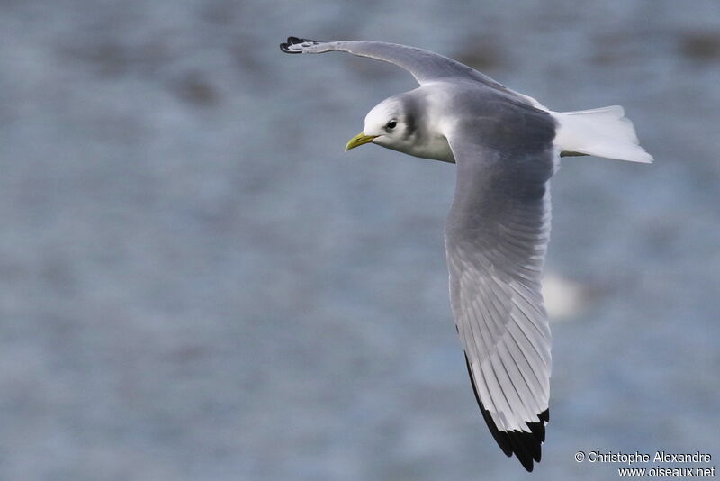 Mouette tridactyleadulte internuptial