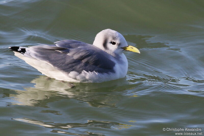 Black-legged Kittiwakeadult post breeding