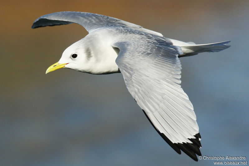 Black-legged Kittiwakeadult post breeding