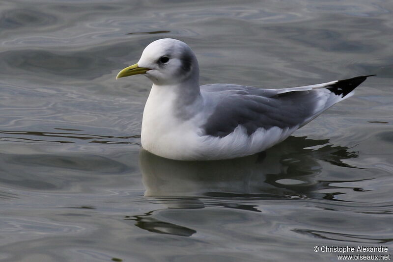 Mouette tridactyleadulte internuptial