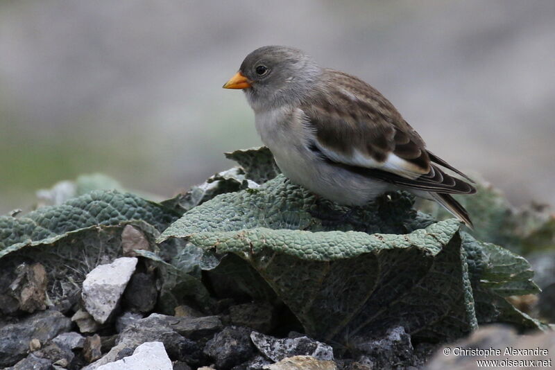 White-winged SnowfinchFirst year