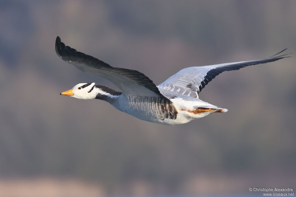Oie à tête barréeadulte