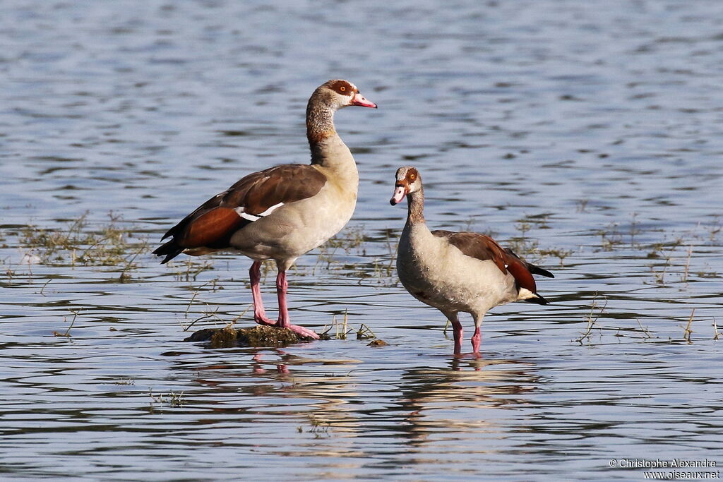 Egyptian Goose