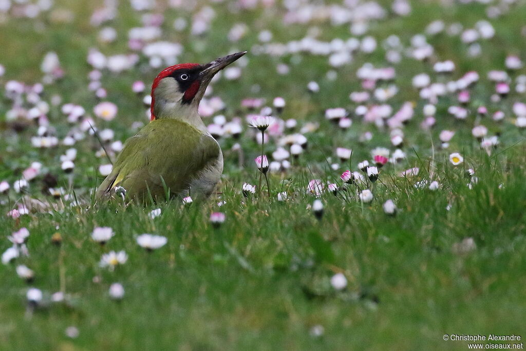 Pic vert mâle adulte