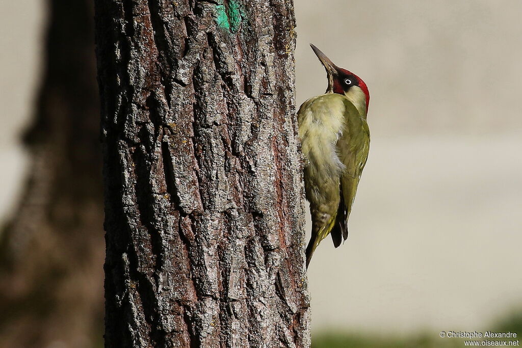 Pic vert mâle adulte
