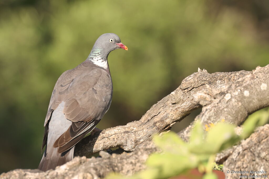 Common Wood Pigeonadult