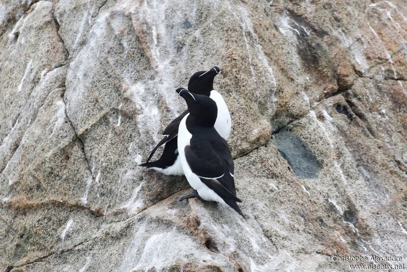 Pingouin tordaadulte