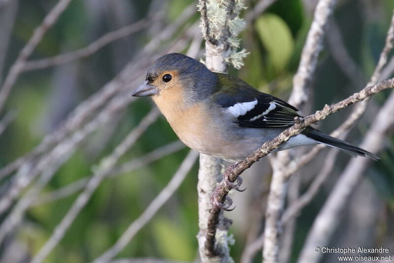 Madeira Chaffinch male adult