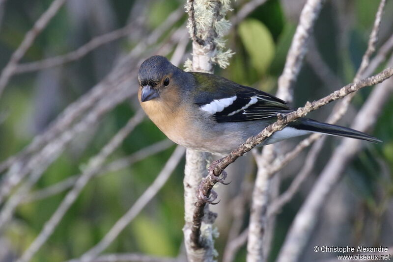 Madeira Chaffinch male adult