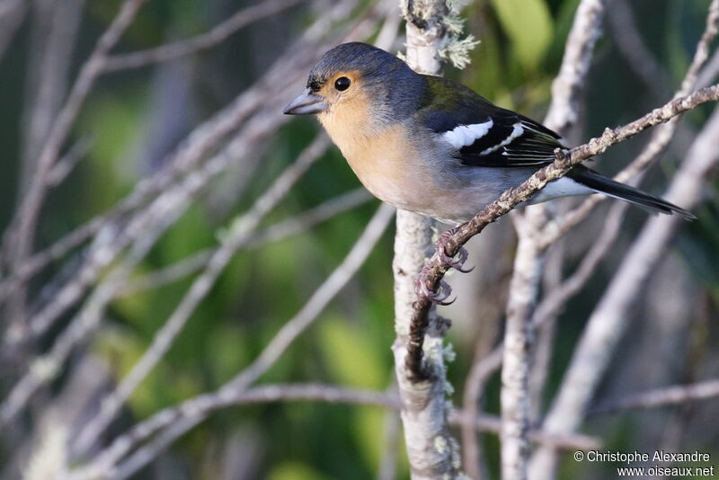 Eurasian Chaffinch male adult