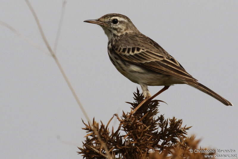 Pipit de Berthelotadulte