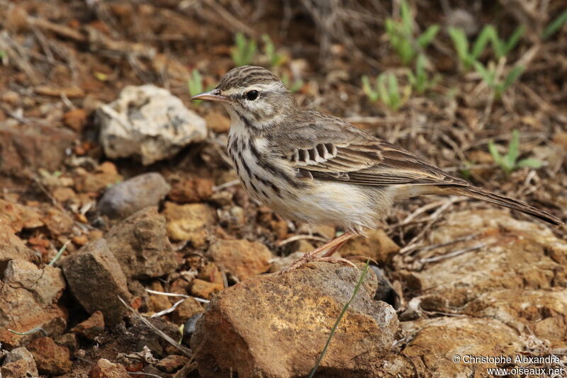 Berthelot's Pipitadult