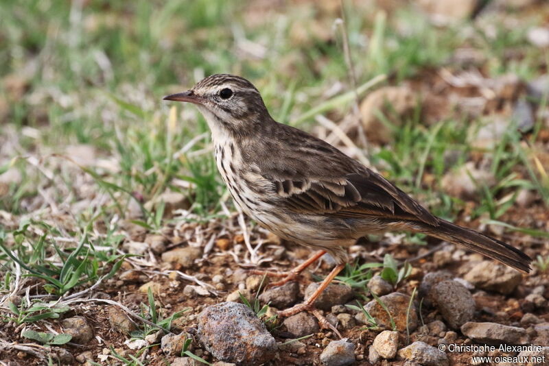 Pipit de Berthelotadulte