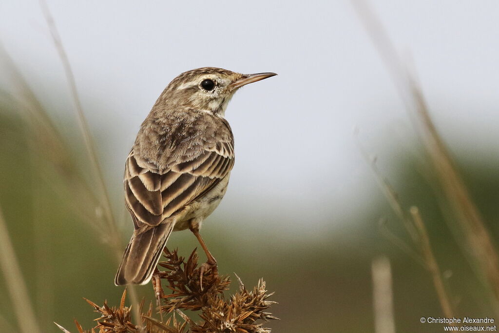 Pipit de Berthelotadulte
