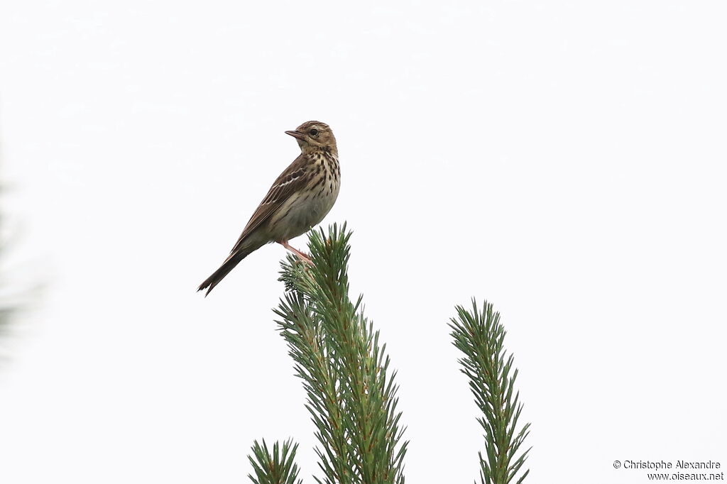 Pipit des arbresadulte