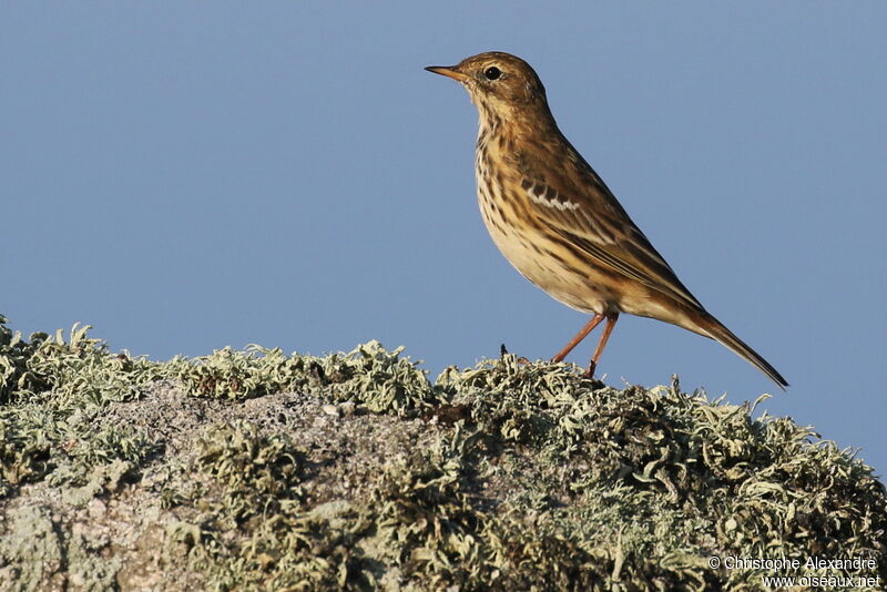 Meadow Pipit