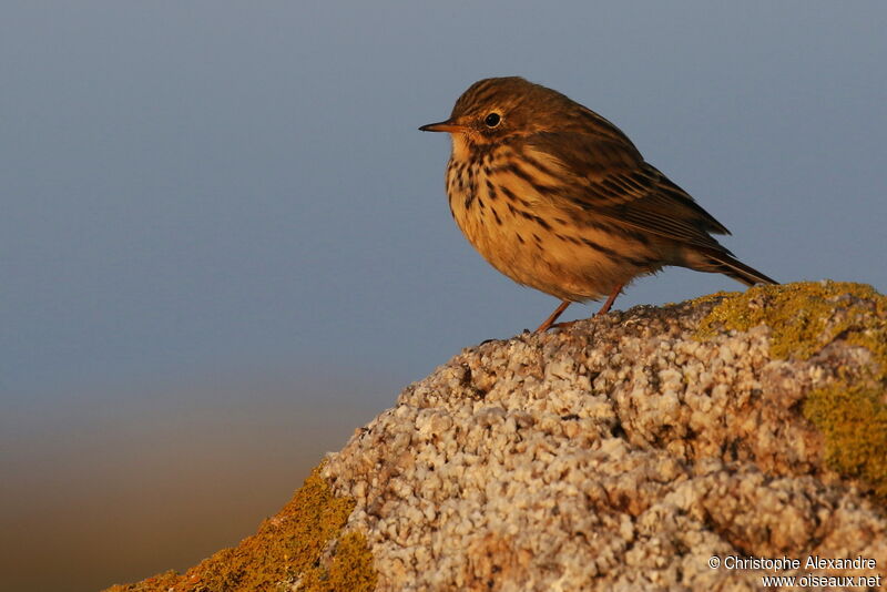 Meadow Pipit