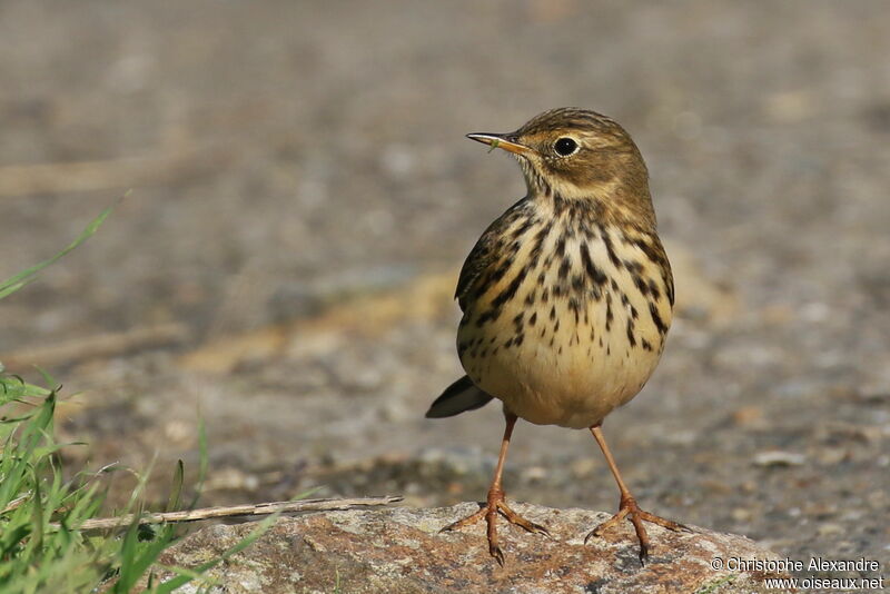 Pipit farlouseadulte