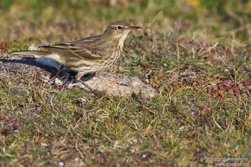 European Rock Pipit