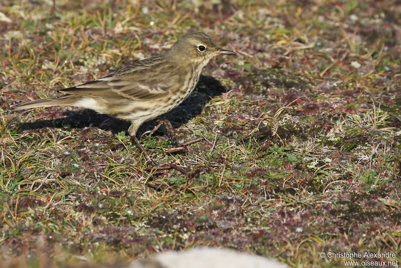 European Rock Pipit