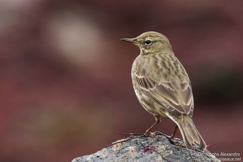 European Rock Pipitadult post breeding