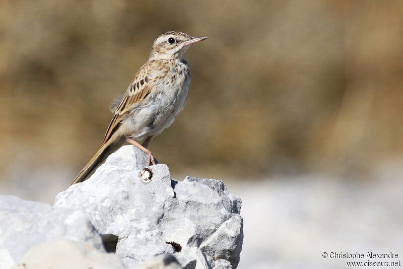 Pipit rousseline1ère année