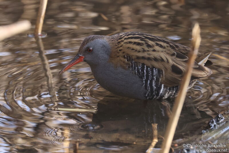 Water Railadult