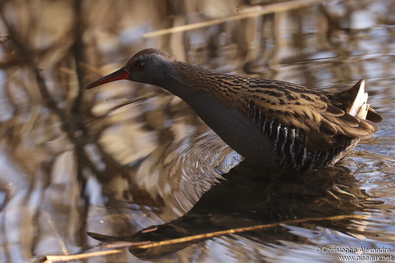 Water Railadult