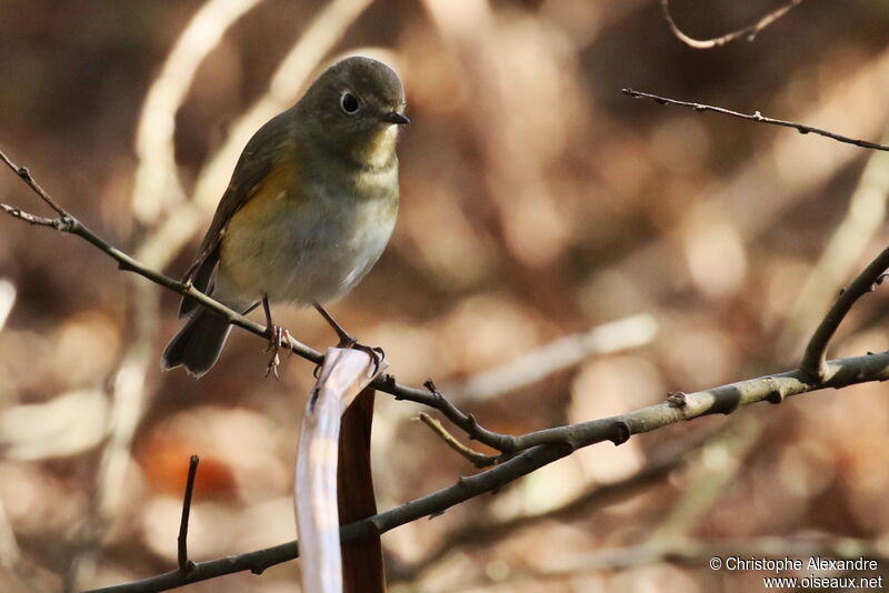 Robin à flancs roux1ère année