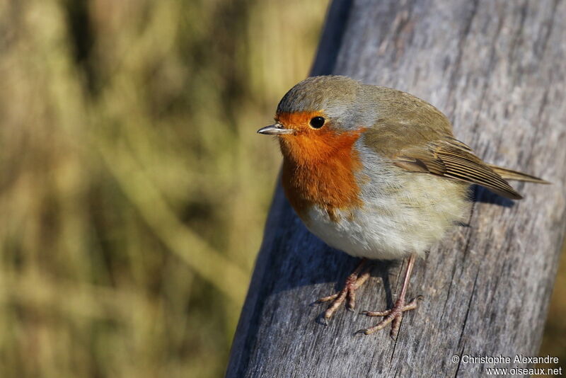 European Robinadult