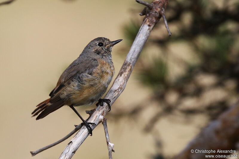 Common RedstartFirst year