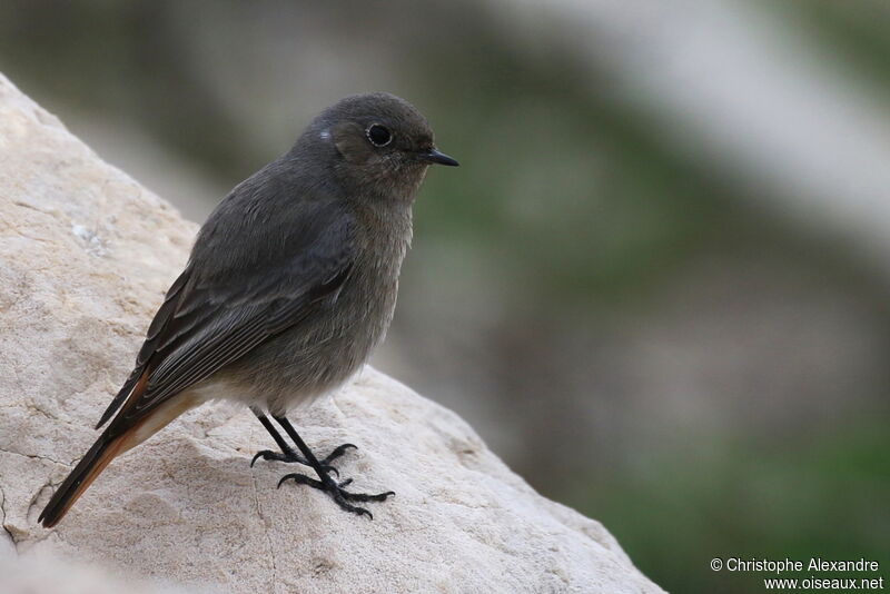 Black Redstart female adult