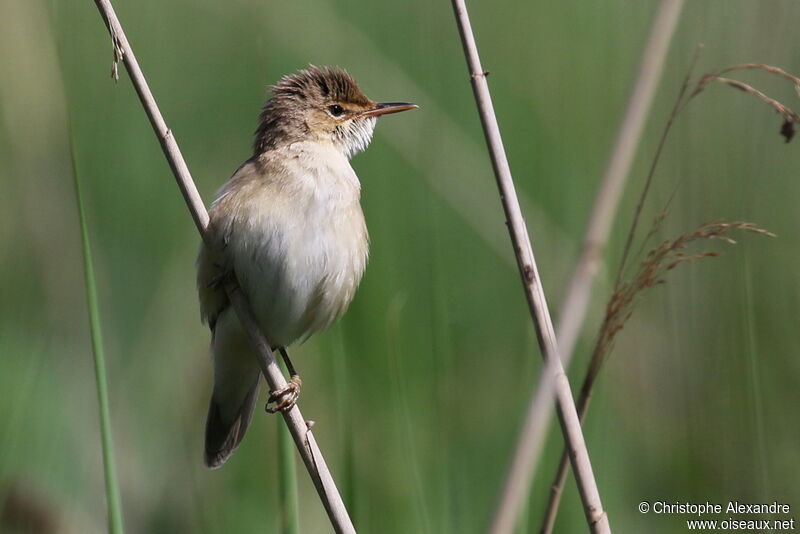 Common Reed Warbleradult