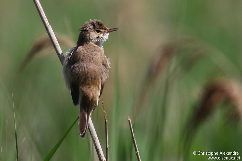 Common Reed Warbleradult