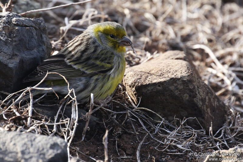 Serin des Canariesadulte