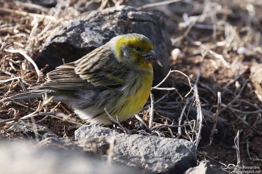 Serin des Canariesadulte
