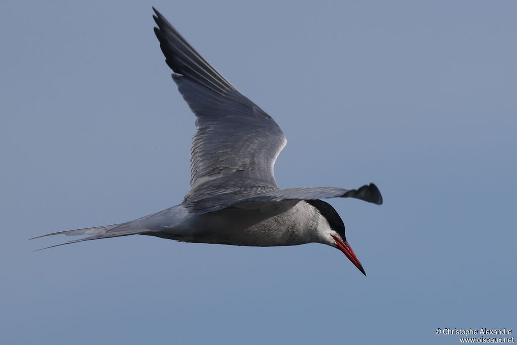 Sterne pierregarinadulte nuptial