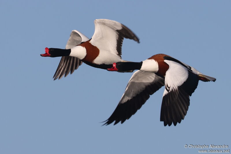 Common Shelduck male adult, Flight