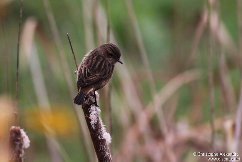 European Stonechat female